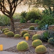 How Much Should You Water the Desert Landscape