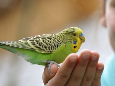 How to Catch a Pet Bird