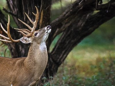 How to Get A Deer to Approach You and Not Be Afraid