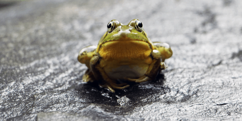 How to Get Rid of Frogs Humanly or as Gentle as Possible