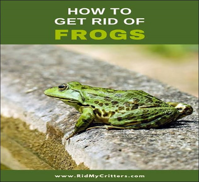 Effective Ways to Get Rid of Frogs and Keep Them Away - Organize With Sandy