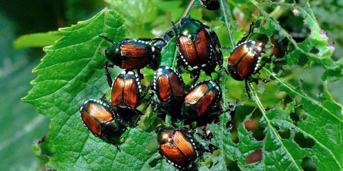 how-to-get-rid-of-japanese-beetles-the-tree-center