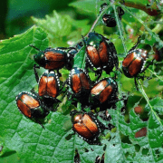 How to Get Rid of Japanese Beetles in The Garden