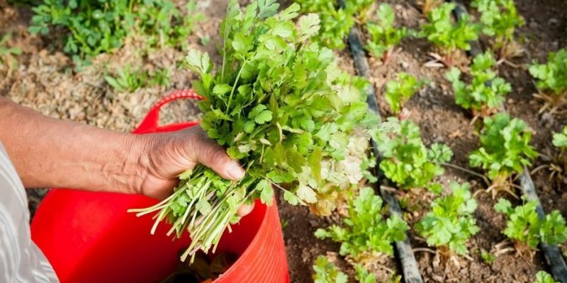 How to Grow Cilantro from Cuttings (Full Guide)