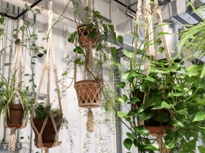 How to Hang A Plant from Ceilings Guide to Beautiful Green Spaces