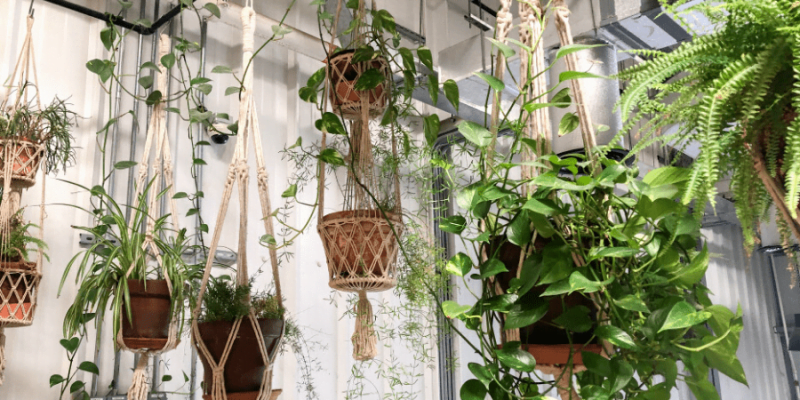 How to Hang A Plant from Ceilings Guide to Beautiful Green Spaces