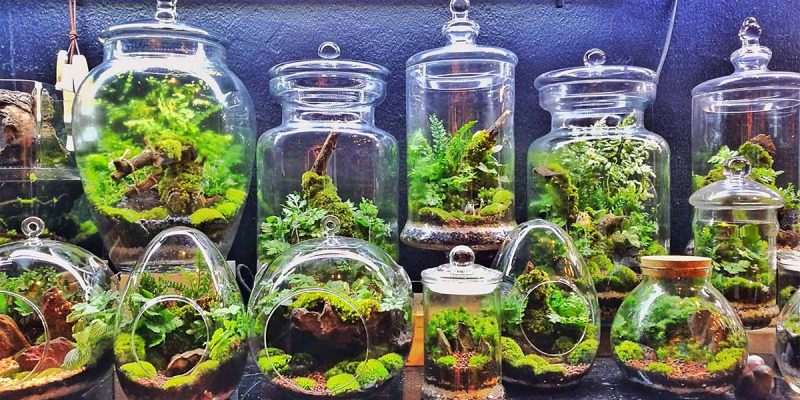 How to Make Your Own Terrarium
