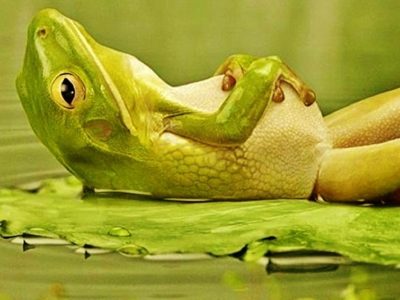 Is Chlorine Deadly for Frogs