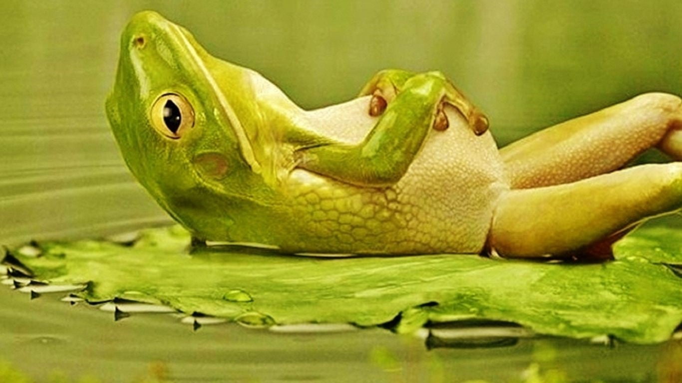Is Chlorine Deadly for Frogs? Organize With Sandy