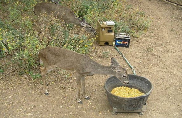 Is It Bad to Feed Deer