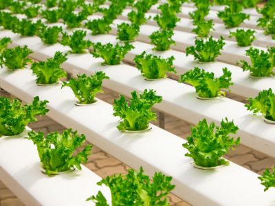 Is PVC Unsafe for Hydroponic Gardening
