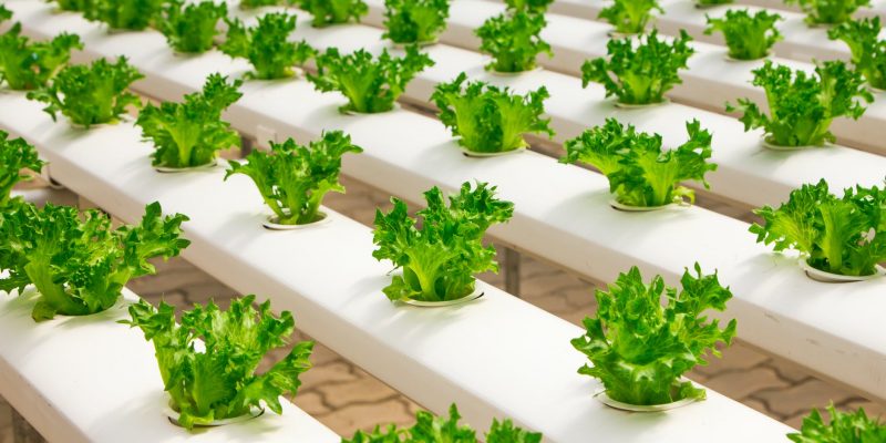 Is PVC Unsafe for Hydroponic Gardening