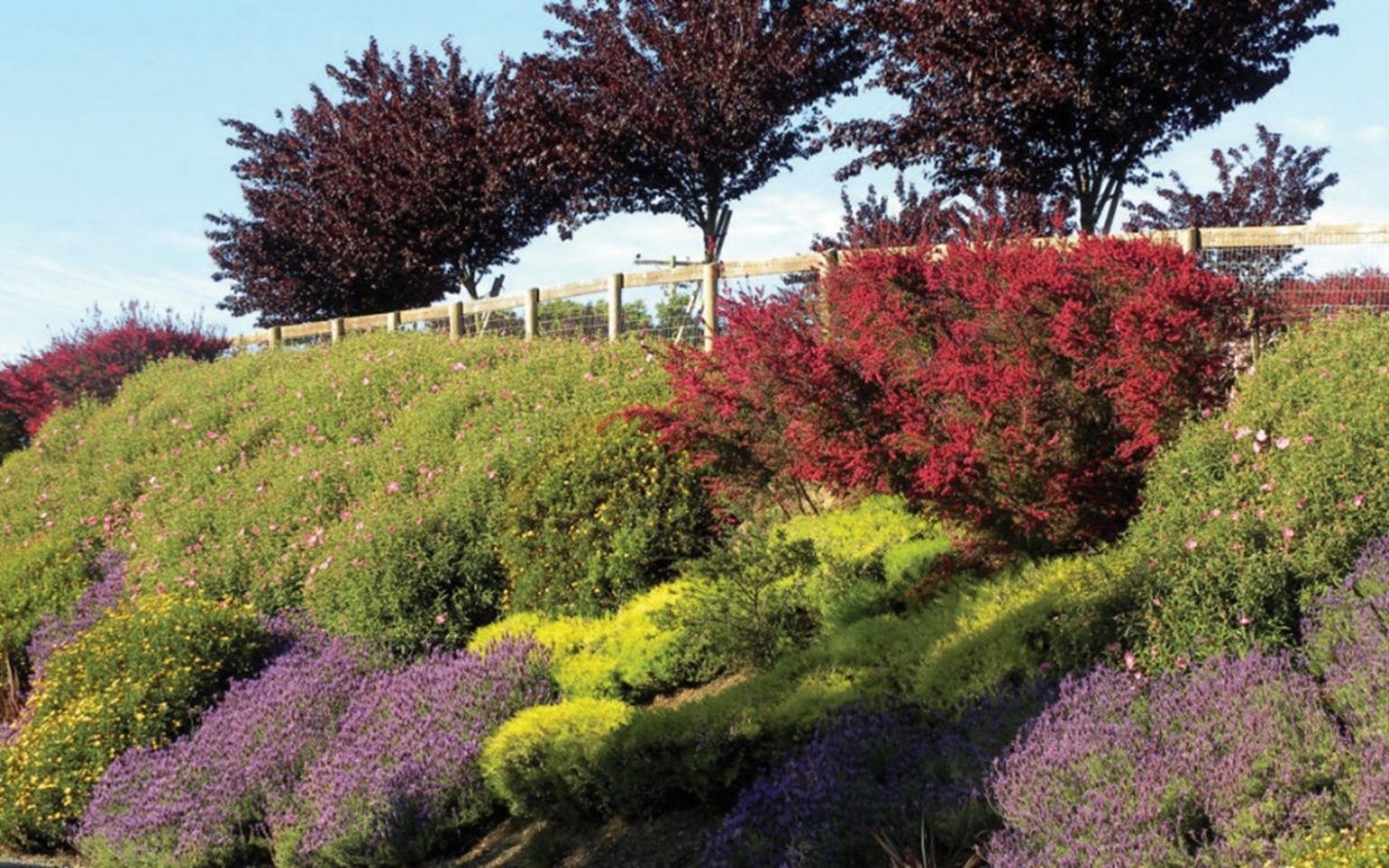 6 Best Plants for Steep Hillside - Organize With Sandy