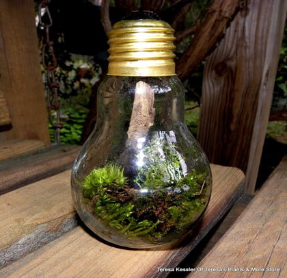 Light Bulb Terrarium