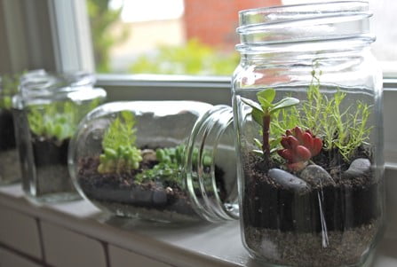 Mason Jar Terrarium