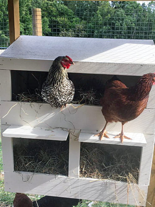 Modern Nesting Box