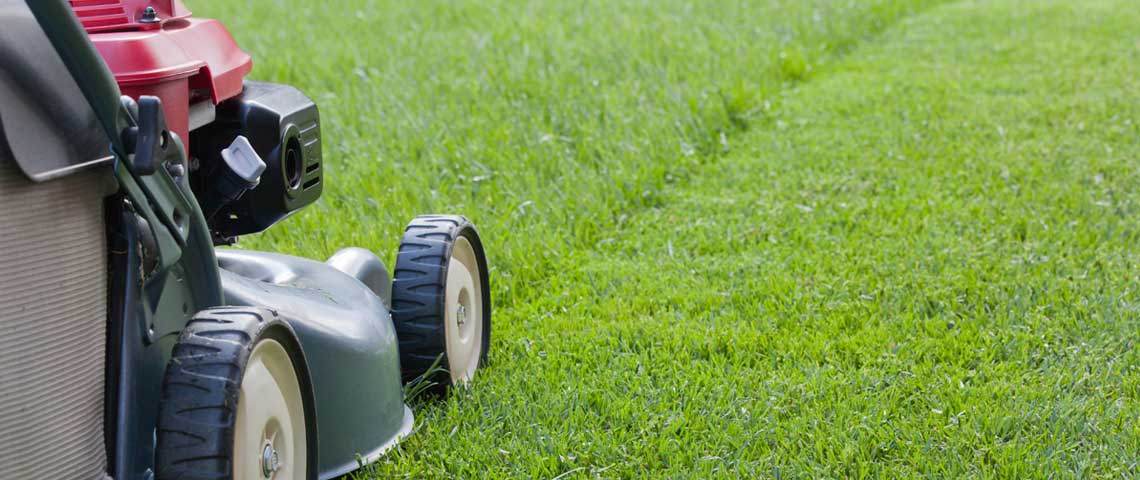 Mowing of the Lawns in the Backyard