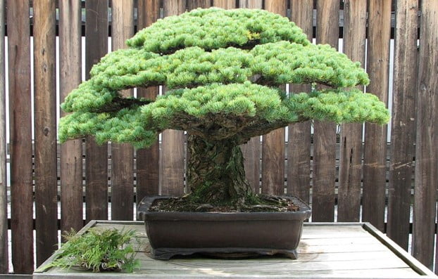 Old Pine Bonsai Tree