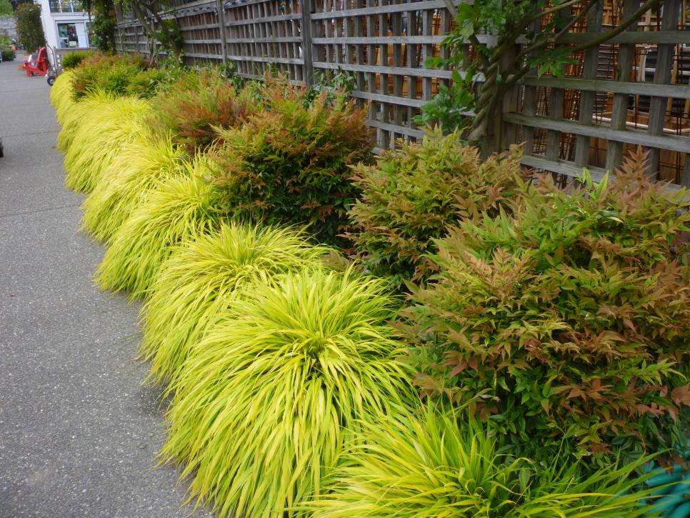 Ornamental Grasses