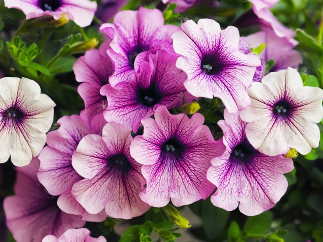 Petunias