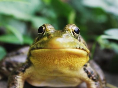 Proven Ways to Get Rid of Frogs Around the House