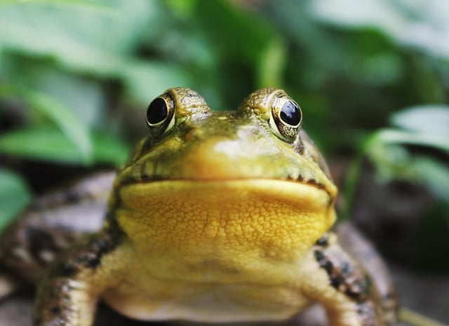 Proven Ways to Get Rid of Frogs Around the House - Organize With Sandy - How To Get Rid Of Frogs Around Your House