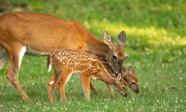 is-it-bad-to-feed-deer-organize-with-sandy