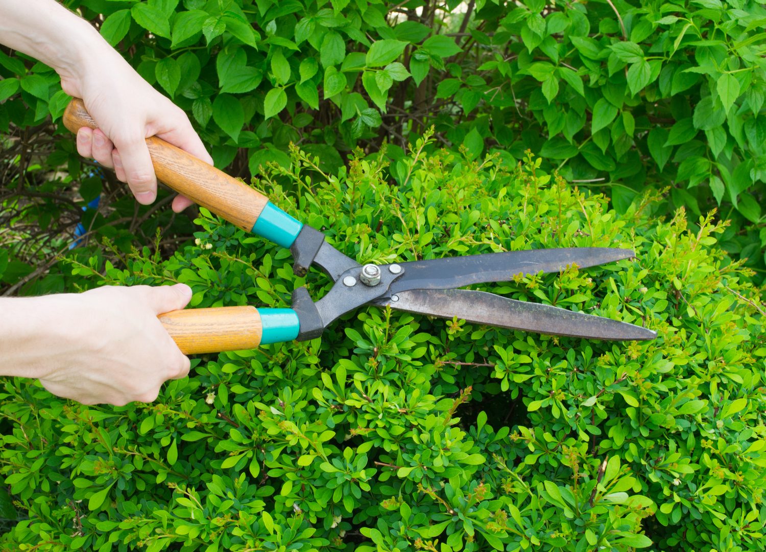 Removal of Leaf & Grass Debris