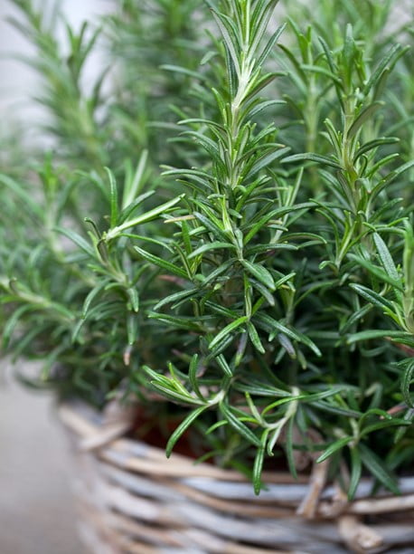 Rosemary