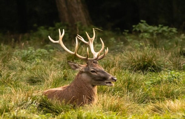 Some Important and Basic Facts About Deer
