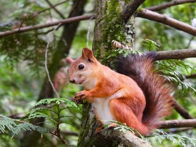 Things You Should Avoid Giving to Squirrels to Feed On
