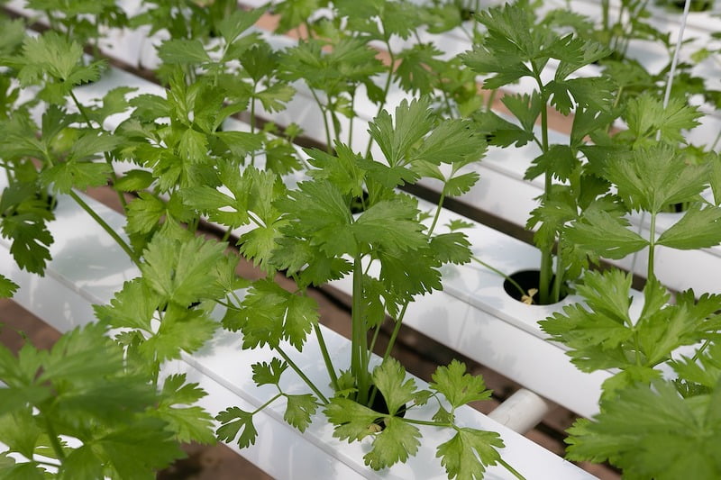 Tips and Tricks for Growing Cilantro