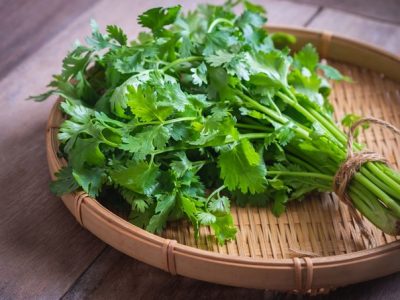 Tips and Tricks to Grow Cilantro Plants and Seeds