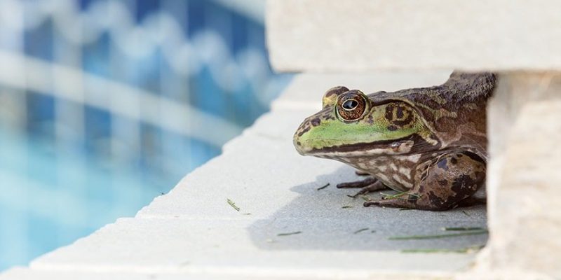 Top 5 Ways to Get Rid of Frogs in Your Pool