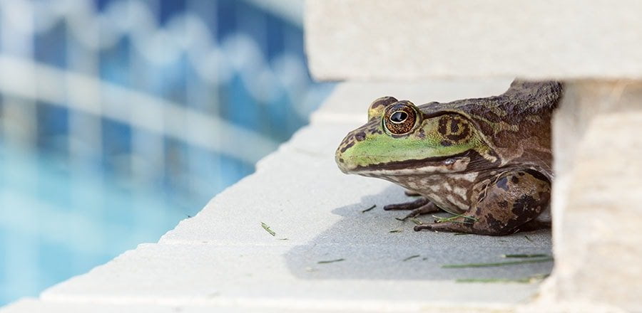 Top 5 Ways to Get Rid of Frogs in Your Pool Organize