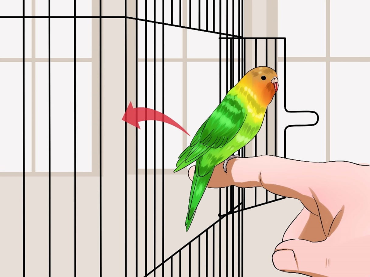 Train Your Bird