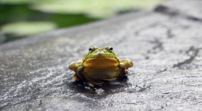 get rid of frogs in the garden
