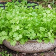 What Are Some Tips to Grow Cilantro