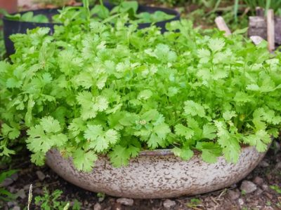 What Are Some Tips to Grow Cilantro