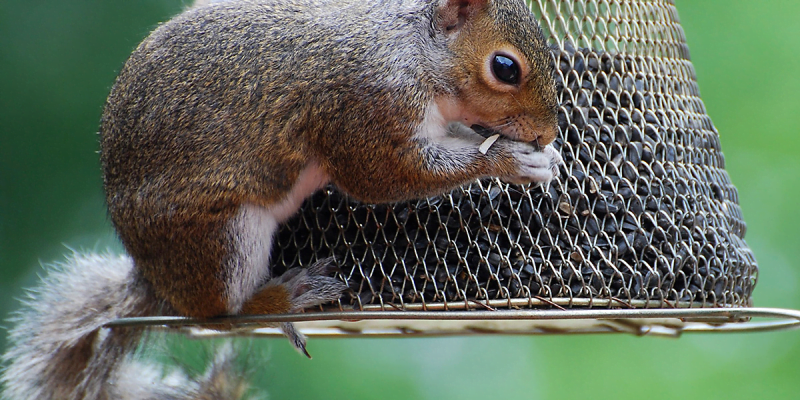 What Are the Best Foods to Feed Squirrels