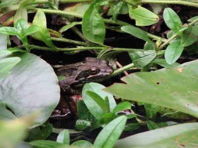 What Can Make Your Garden Be Full of Frogs