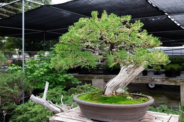 What Do You Mean by Bonsai Tree