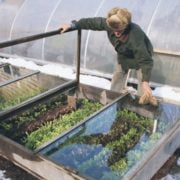 What Is A Cold Frame Greenhouse