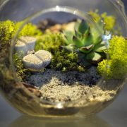 What Is A Terrarium A Complete In-Depth Insight 