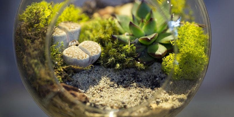 What Is A Terrarium A Complete In-Depth Insight 