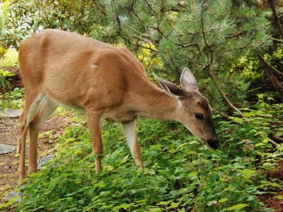 What Plants do Deer Eat from your Yard