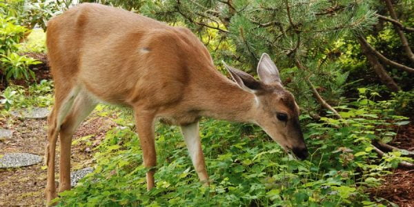 What Plants do Deer Eat from your Yard? - Organize With Sandy