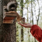 What is the Best Food to Feed Squirrels
