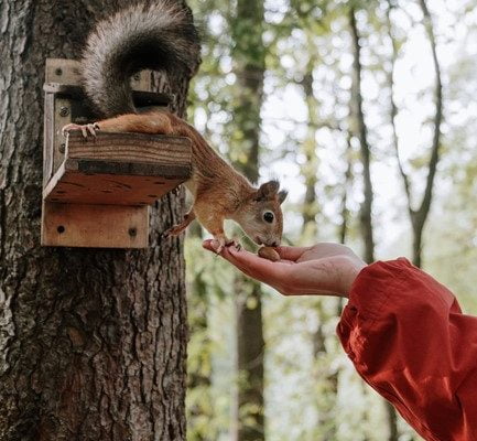 What is the Best Food to Feed Squirrels