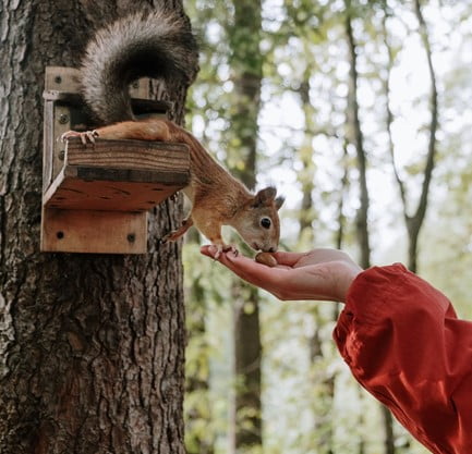 What is the Best Food to Feed Squirrels? - Organize With Sandy